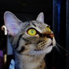 Where is my fish?