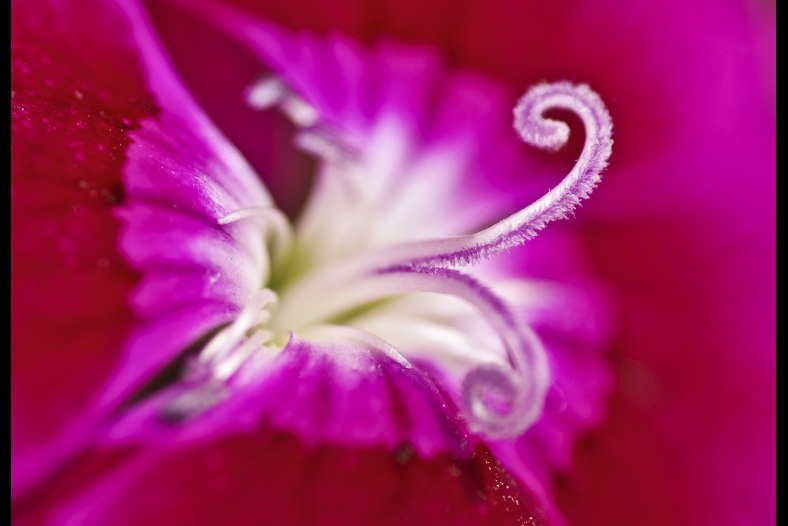 花芯世界