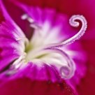花芯世界
