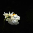 荷芯蜓