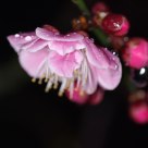 Plum blossom