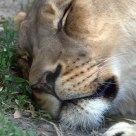Sleepy Lion
