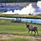 Elk by geothermal area