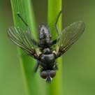 Fly