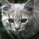Wild cat