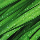 Pure Green 