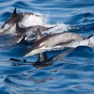 Dolphins