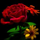 Flowers at Night