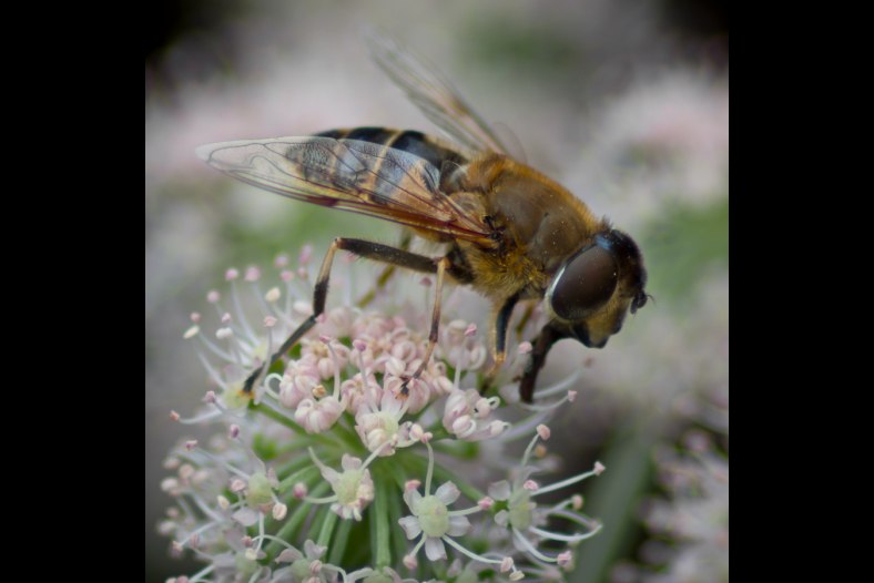 Hoverfly
