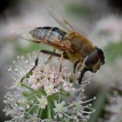Hoverfly