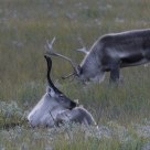 Reindeer takes a rest