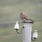  Kestrel (Falco tinnunculus)