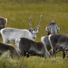 The white reindeer in the Norwegian mountains