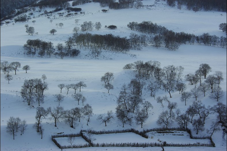 Balck tree and white snow
