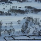 Balck tree and white snow