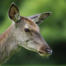 Hind