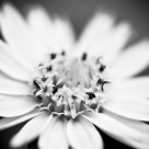 Wild chrysanthemum