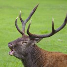 Stag