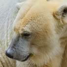 Polar bear