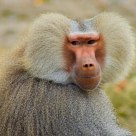 Baboon