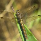 Libélula 15-09-2012
