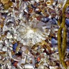 Marine tapestry