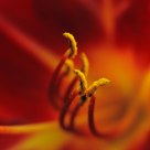 Anthers