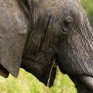 African elephant