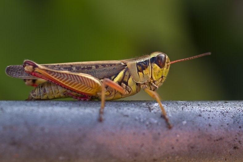 Grasshopper