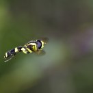 Mosca cernidora al vuelo