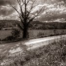 Country Road, Tree and Barn