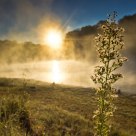 Flower and Sunrise
