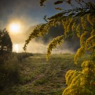 Sunrise and Golden Rod