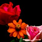 Flowers at Night
