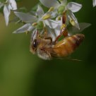 A Bee