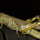 A Grasshopper 