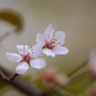 Spring Flowers