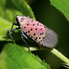 斑衣蜡蝉 Lycorma delicatula
