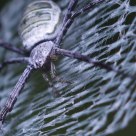 Spider webbing