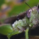 Grasshopper