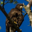 Golden Eagle 