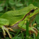 Hyla arborea (Rzekotka drzewna)