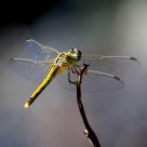Libellula gialla
