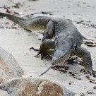 The Water Monitor (Varanus Salvator)