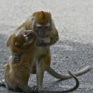 Tango