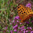 Argynnis paphia (dostojka malinowiec)