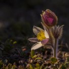 Pulsatilla vernalis (Spring Pasque flower)