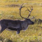 Norwegian reindeer