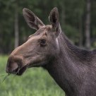Moose portrait