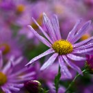 Purple flower